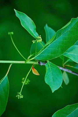Nyssa sylvatica - tupela lesní - jarní větévka